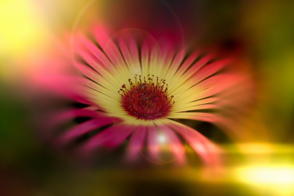 little sunshine by Dagmar Marina